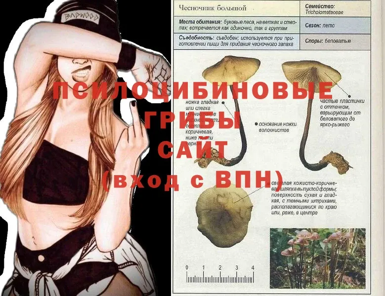 hydra ссылка  Новомичуринск  сайты даркнета клад  Галлюциногенные грибы Cubensis 